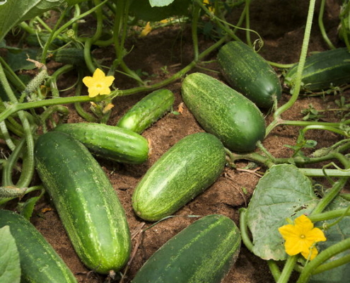Harvesting Cucumbers