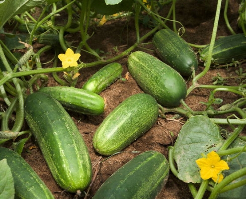 Cucumber