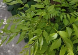 Curry Leaf Tree