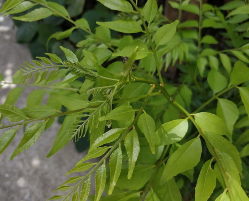 Curry Leaf Tree