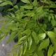 Curry Leaf Tree