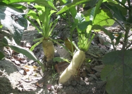 Daikon Radish