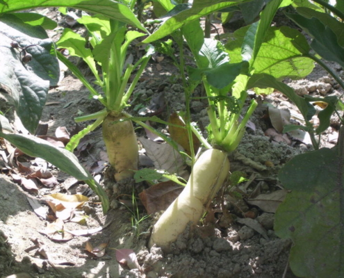 Daikon Radish