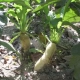 Daikon Radish Daikon Radish