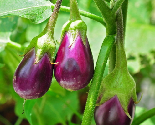 Eggplant (Brinjal)