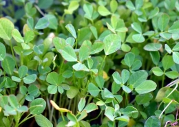 Fenugreek