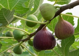 Common Fig