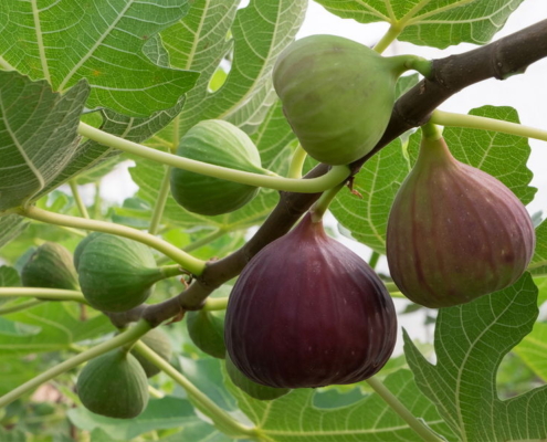 Common Fig