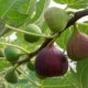 Common Fig