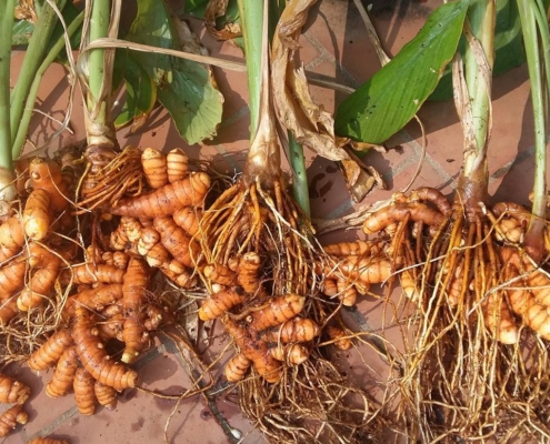 Freshly harvested turmeric