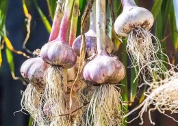 Garlic