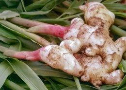 Ginger