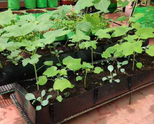 Grow roll troughs make for ideal raised beds on a terrace_Mythreyan