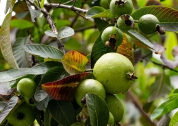 Guava