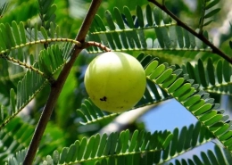 Indian Gooseberry