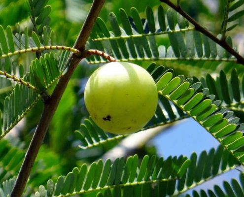 Indian Gooseberry