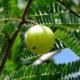 Indian Gooseberry