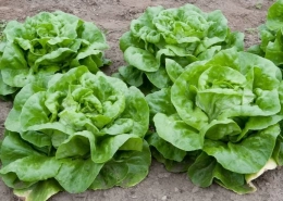 Lettuce