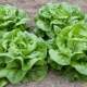 Lettuce