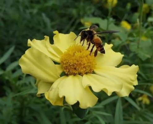 A busy buzzing visitor to the garden