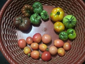 Native tomatoes harvest_Gayatri Ramachandran