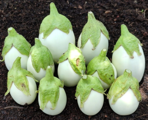 Now you know why they are called eggplant - white brinjals harvested from the terrace