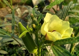 Okra - Ladies Finger