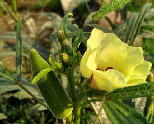 Okra - Ladies Finger