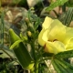 Okra - Ladies Finger Okra - Ladies Finger
