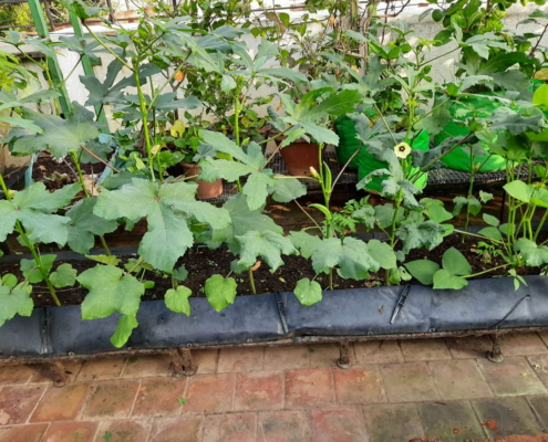 Okra growing in troughs_Sumithra Srikanth - Urban Farm 23