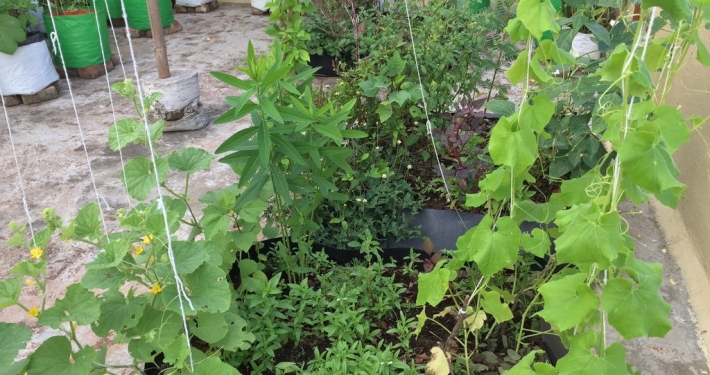 Permaculture guilds_terrace garden_Gayatri Ramachandran
