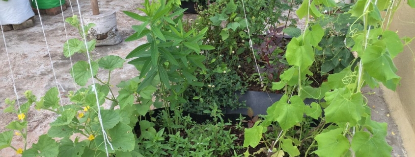 Permaculture guilds_terrace garden_Gayatri Ramachandran