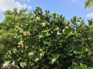 The Punnai tree in bloom