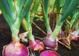 Red Onion