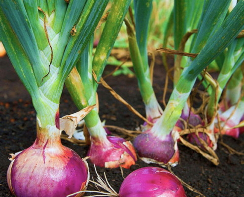 Red Onion