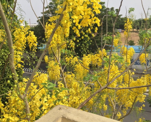 Sarakonnai in full golden bloom