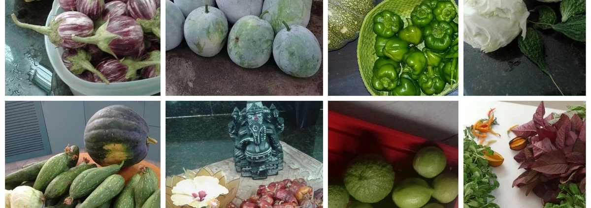 A Collage of Homegrown Garden Fresh Vegetables and Fruits - Just a small sample of Sumithra's garden produce.