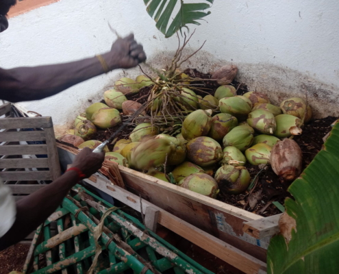 Tender coconuts_Sumithra Srikanth - Urban Farm