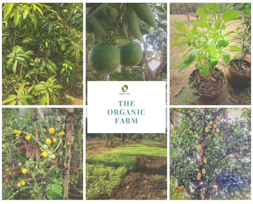 The Organic Farm - Bountiful Harvests