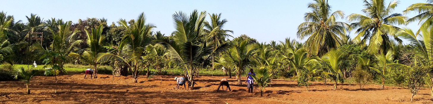 The Organic Farm - Panoramic view