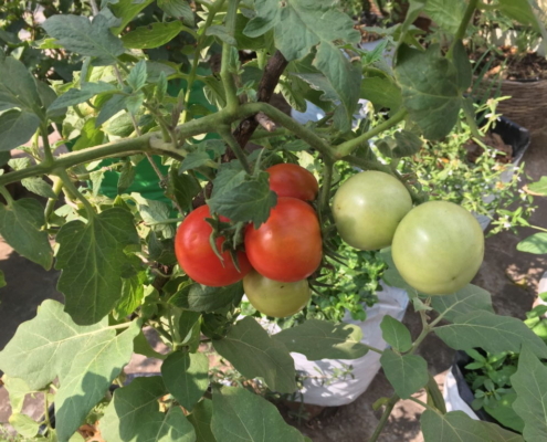 Tomatoes ripening on the plant