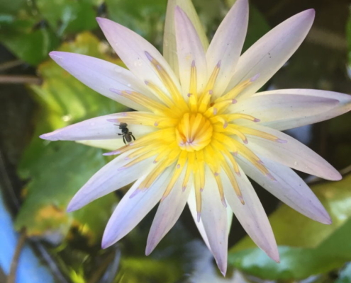 A stingless bee visits a water lily blooming in Gayatri's garden