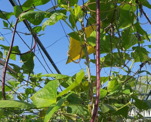 Yard Long beans glow purple in the sunlight_Sumithra Srikanth - Urban Farm