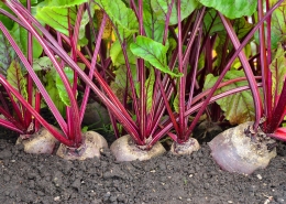 Beetroot