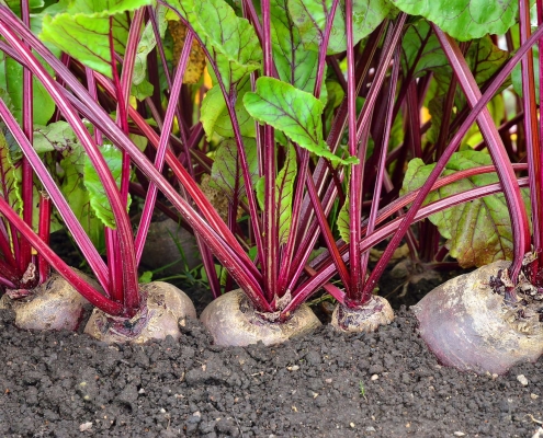 Beetroot