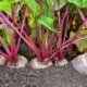 Beetroot