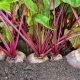 Beetroot