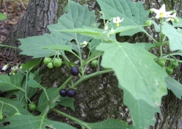 Black Nightshade - Manathakali Keerai