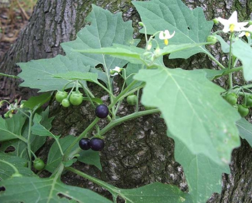 Black Nightshade - Manathakali Keerai