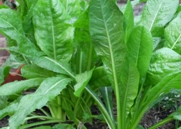 Chicory Leaves - Kasini keerai